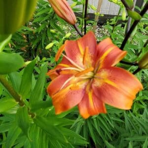 Vibrant orange lily flower among lush greenery.
