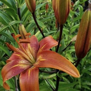 Vibrant orange lily surrounded by green buds.