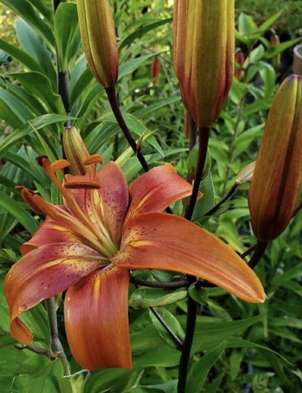 Vibrant orange lily surrounded by green buds.