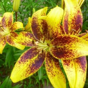 Yellow lily with maroon speckles in bloom.