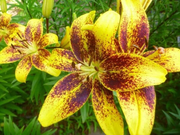 Yellow lily with maroon speckles in bloom.