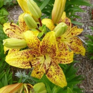Yellow lily flowers with dark speckles blooming.