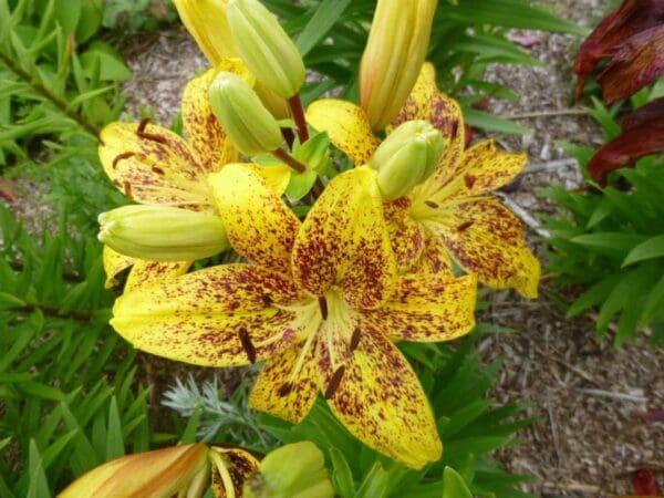 Yellow lily flowers with dark speckles blooming.