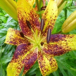 Yellow lily with dark purple speckles.