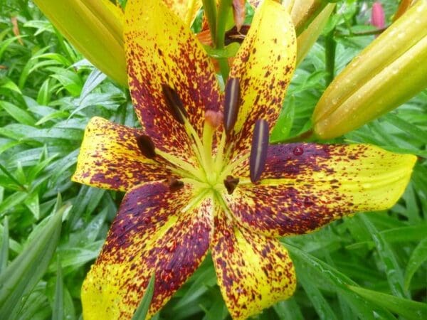 Yellow lily with dark purple speckles.