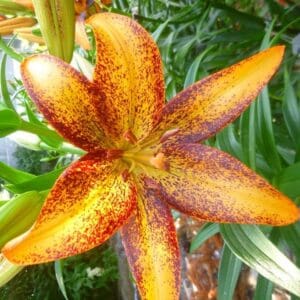 Vibrant orange lily with dark speckles.
