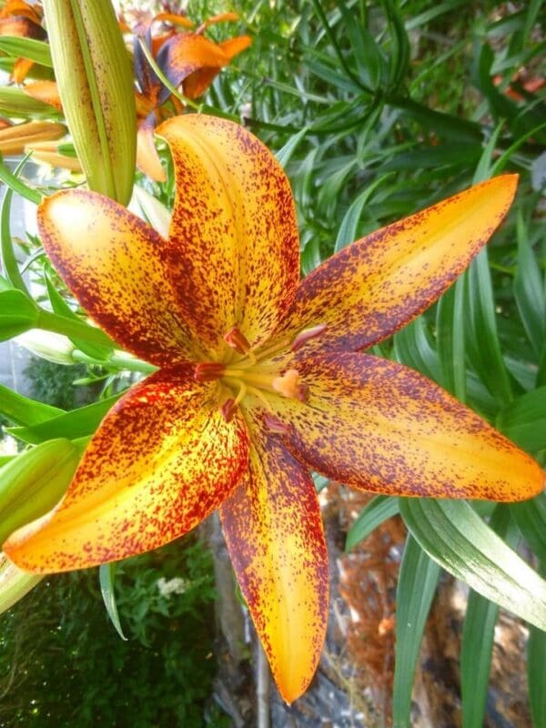 Vibrant orange lily with dark speckles.
