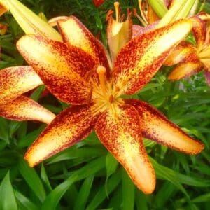 Vibrant orange lily with red speckles.
