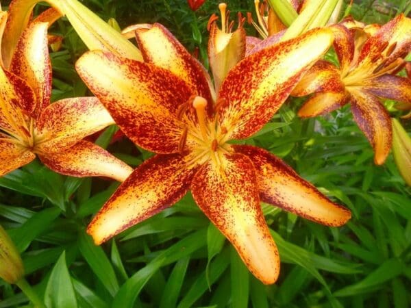 Vibrant orange lily with red speckles.