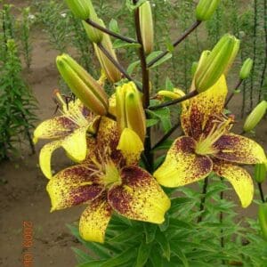 Yellow lilies with dark spots and green buds.