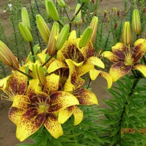 Vibrant yellow lilies with maroon speckles.