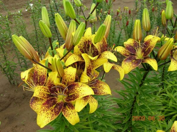 Vibrant yellow lilies with maroon speckles.