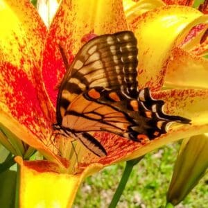 Butterfly perched on vibrant yellow lily flower.