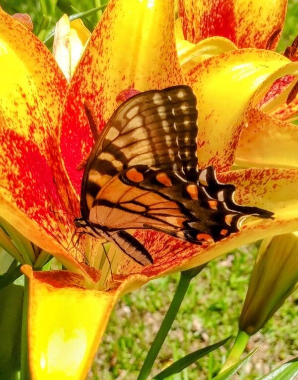 Butterfly perched on vibrant yellow lily flower.