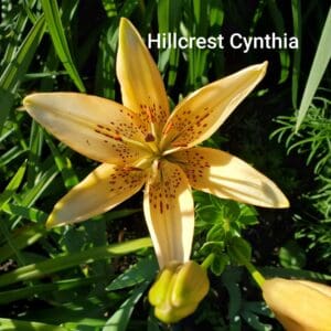 Yellow lily with red speckles in garden.