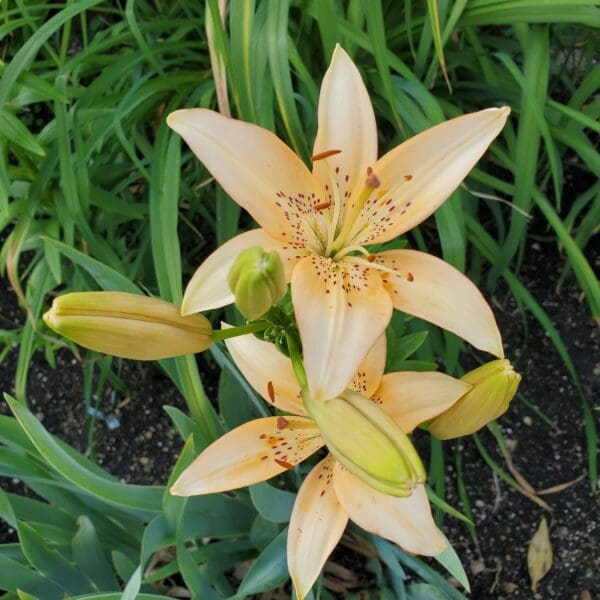 Peach lily blossoms with green buds nearby.