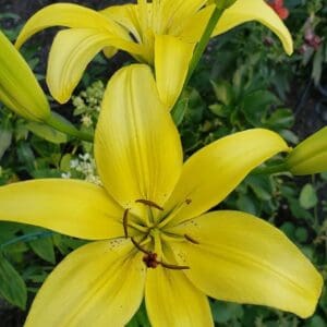 Bright yellow lilies in a lush garden setting.