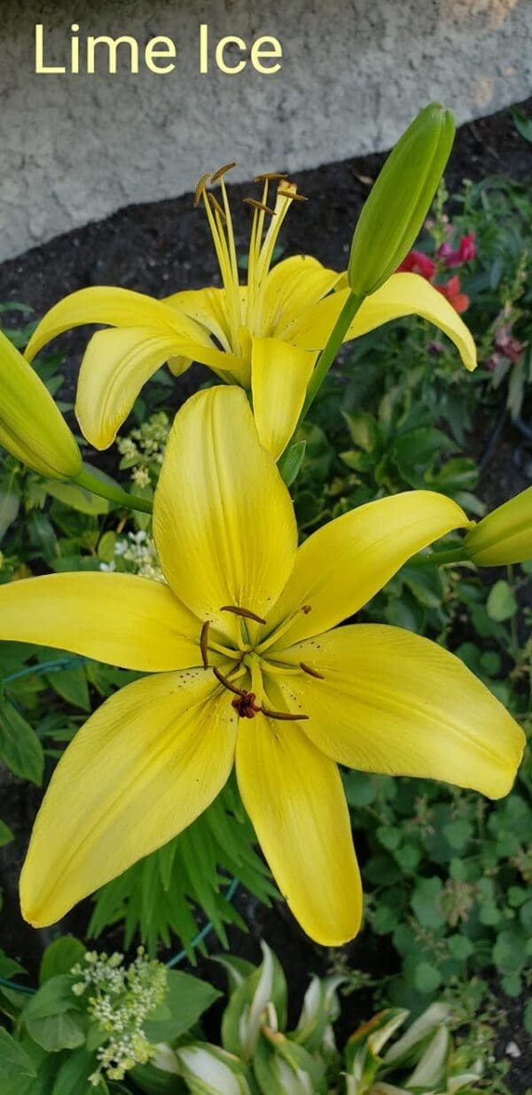 Bright yellow lilies in a lush garden setting.