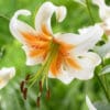 Close-up of a white lily with orange accents in a garden.