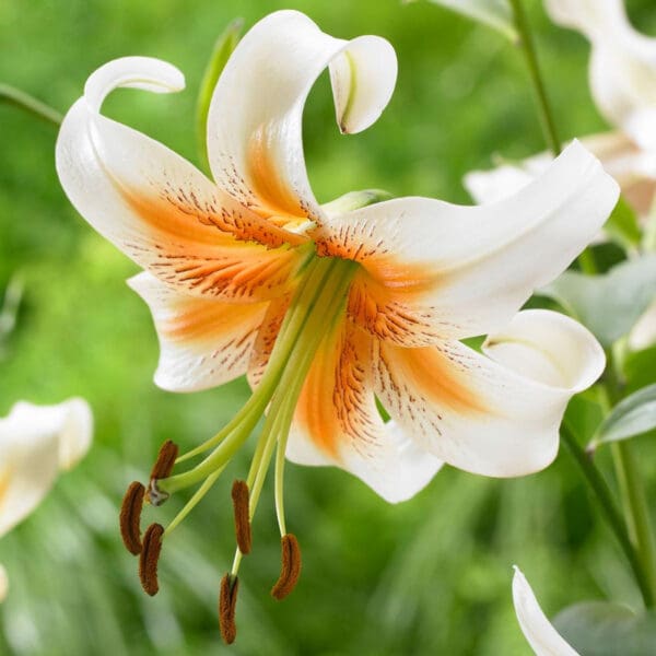 Close-up of a white lily with orange accents in a garden.