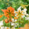 Orange and white lilies blooming together outdoors.