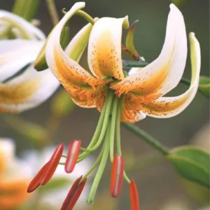Close-up of a blooming orange tiger lily flower with prominent stamens.
