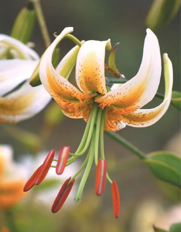 Close-up of a blooming orange tiger lily flower with prominent stamens.