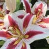 Close-up of a white and pink lily flower in bloom.