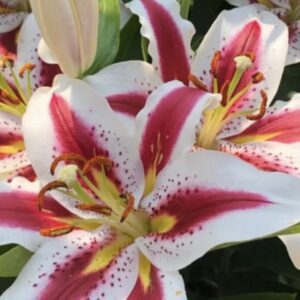Close-up of a white and pink lily flower in bloom.