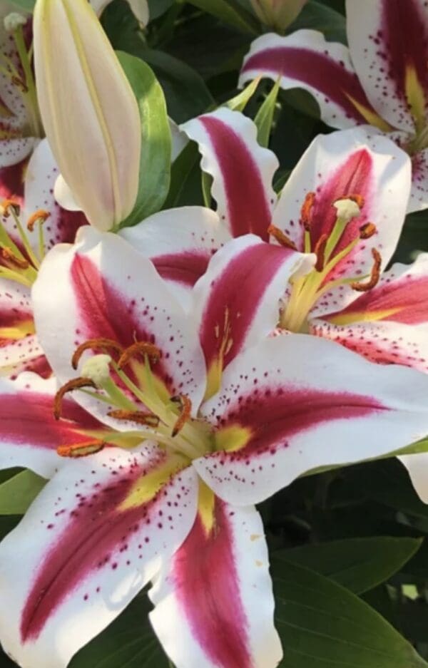 Close-up of a white and pink lily flower in bloom.