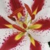 Close-up of a vibrant lily flower with red, yellow, and white petals.