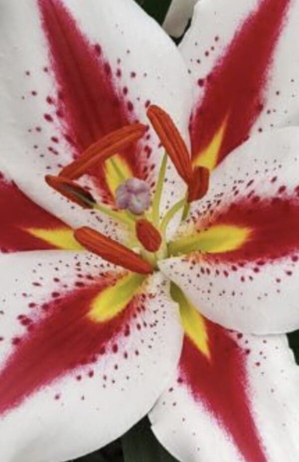 Close-up of a vibrant lily flower with red, yellow, and white petals.