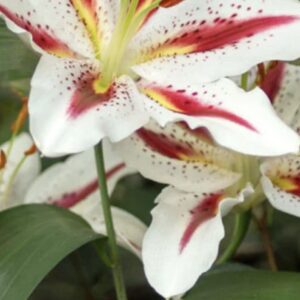 Close-up of white lilies with pink and yellow accents.