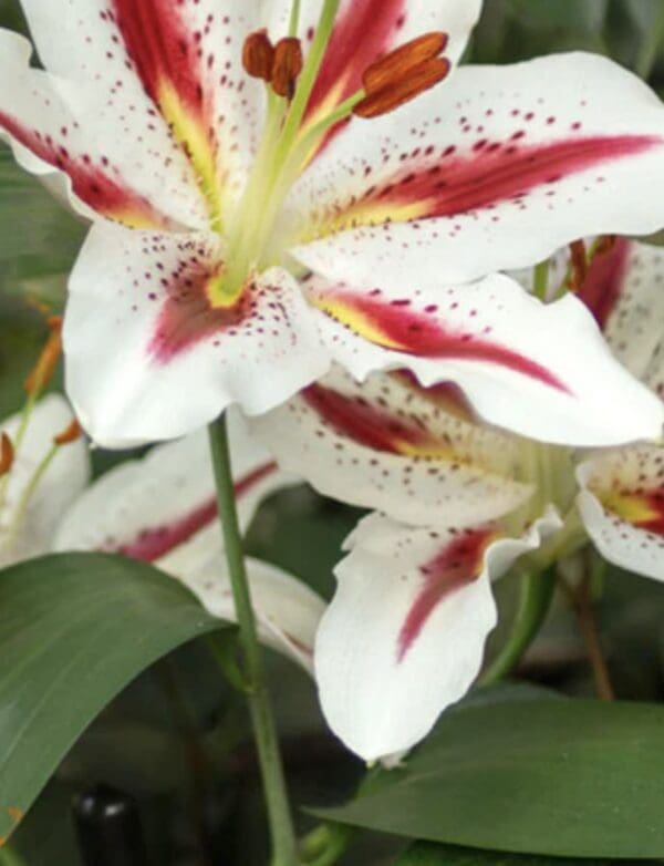 Close-up of white lilies with pink and yellow accents.
