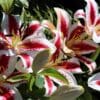 Close-up of vibrant pink and white lilies in full bloom.