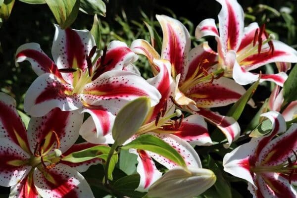 Close-up of vibrant pink and white lilies in full bloom.