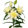 Cluster of white lilies in bloom and buds.