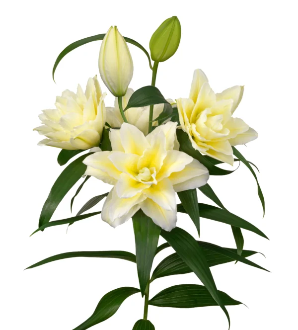 Cluster of white lilies in bloom and buds.