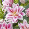 Close-up of pink and white double-layered lilies in bloom.