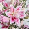 A close-up of vibrant pink and white lilies.