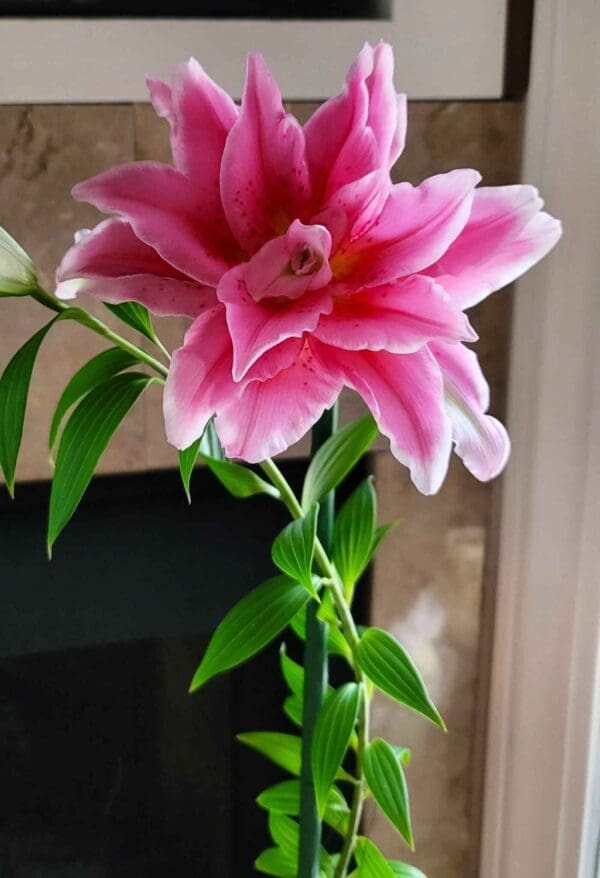 A vibrant pink flower blooming with green leaves against a blurred background.