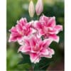 Close-up of vibrant pink lilies with soft petals and unopened buds.