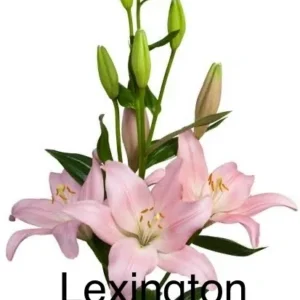Pink lilies with the text "Lexington".