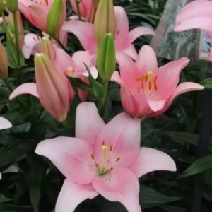 Pink lilies blooming among green leaves.