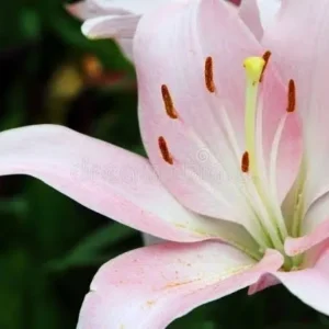 Close-up of a pink lily flower.