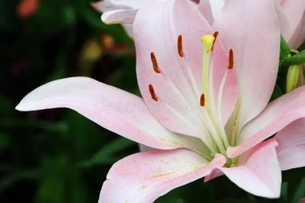 Close-up of a pink lily flower.