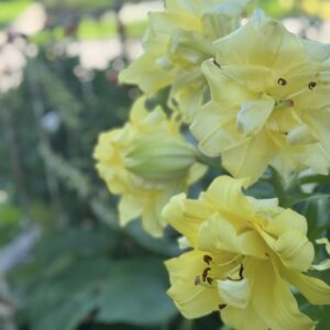 Cluster of soft yellow double lilies