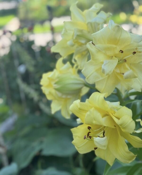 Cluster of soft yellow double lilies