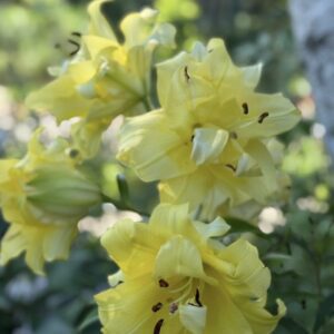 Soft-focused yellow lily blooms in sunlight