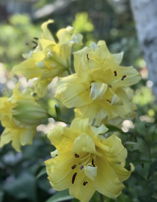 Soft-focused yellow lily blooms in sunlight
